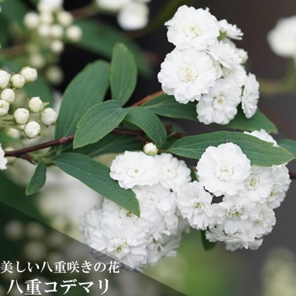 hanahirobaonline_niwaki-