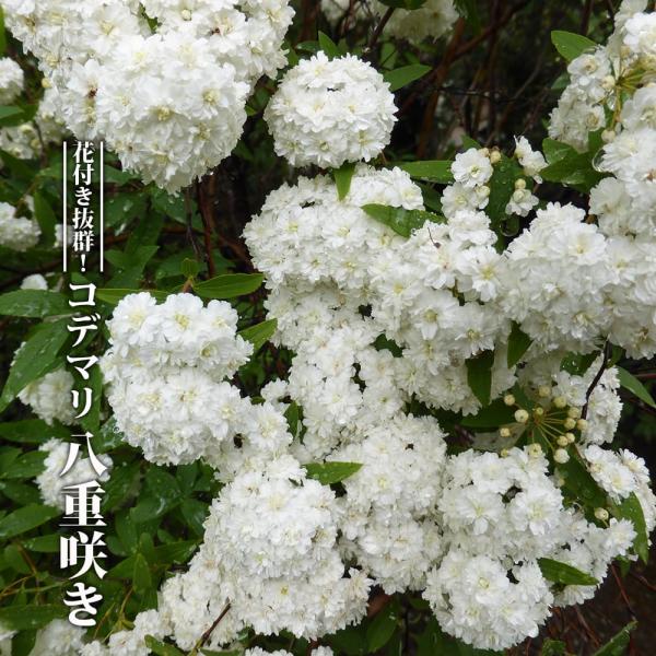 八重咲き小手毬 コデマリ ポット苗 落葉樹 Buyee Servis Zakupok Tretim Licom Buyee Pokupajte V Yaponii