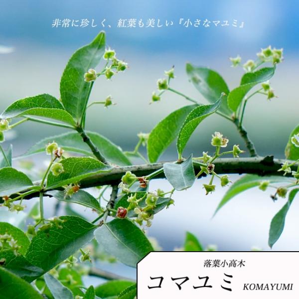 hanahirobaonline_niwaki-komayumi
