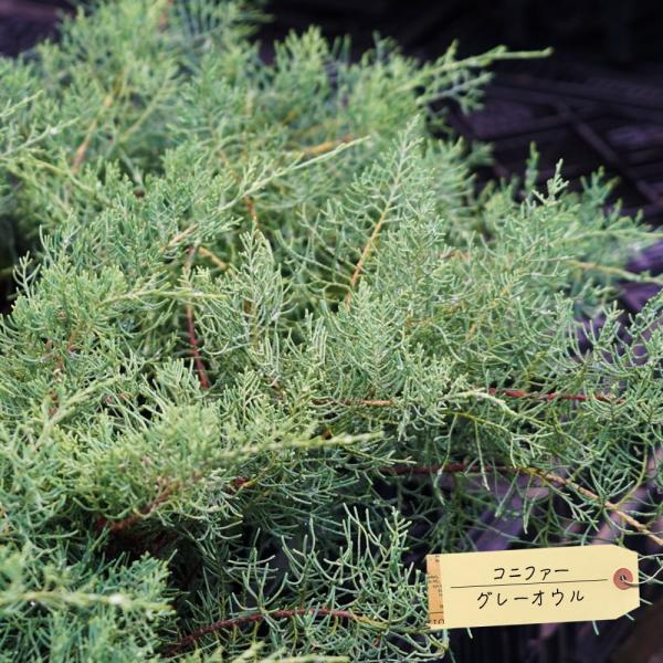 コニファー 大 盆栽 植木の人気商品 通販 価格比較 価格 Com