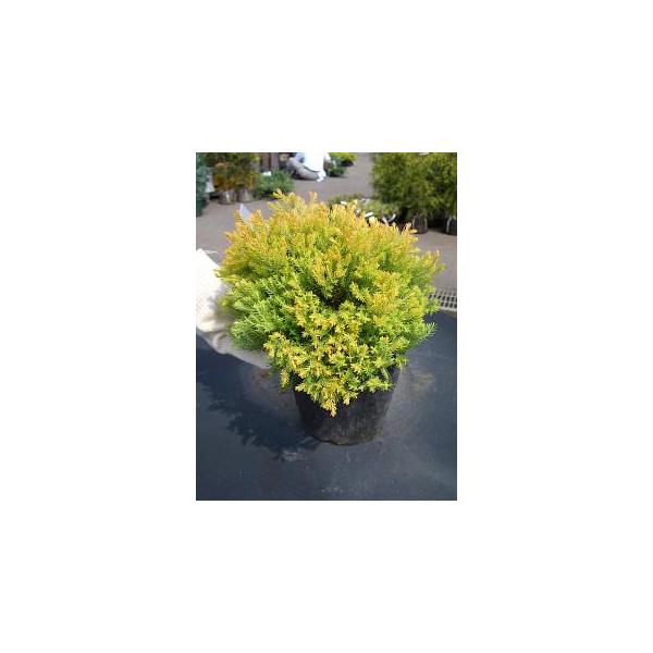 コニファー ラインゴールド 5号ポット苗 Buyee Buyee 日本の通販商品 オークションの代理入札 代理購入