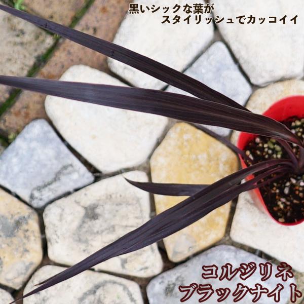hanahirobaonline_niwaki-