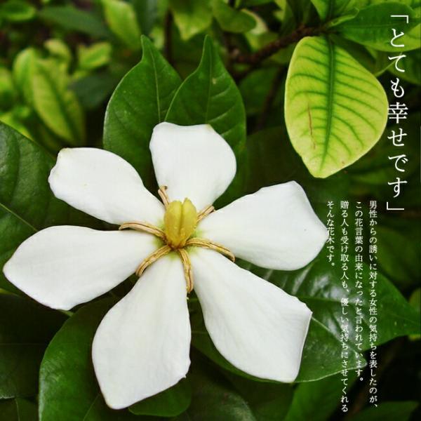 クチナシ　コケ順よく根張も太いです。 八重咲き クチナシ：八重咲き 5号鉢植え の通販 | 園芸ネット