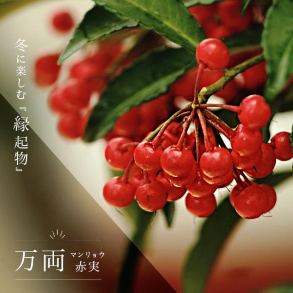 hanahirobaonline_niwaki-manryou