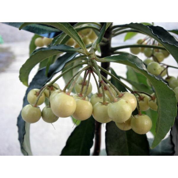 ●品種の特徴淡い黄色の果実が実る万両（マンリョウ）です。万両（マンリョウ）は百両などよりも丈が高くなり、多く実をつけるので、より縁起のよい名になった常緑樹です。お正月などに飾られます。ぎざぎざの葉で隠すように色鮮やかな果実をつけます。果実は...