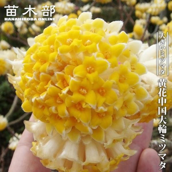 hanahirobaonline_niwaki-