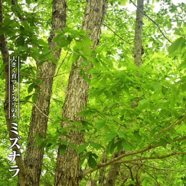 hanahirobaonline_niwaki-mizunara