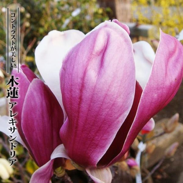 モクレン アレキサンドリア （赤紫花） 根巻き苗 : 苗木部 花ひろば
