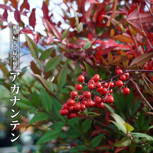 hanahirobaonline_niwaki-nanten-aka