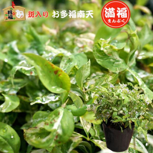 植木 盆栽 オタフクナンテンの人気商品 通販 価格比較 価格 Com