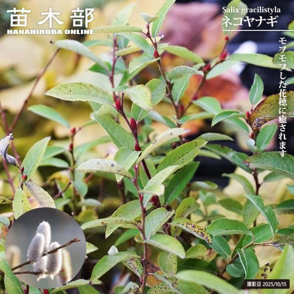 hanahirobaonline_niwaki-