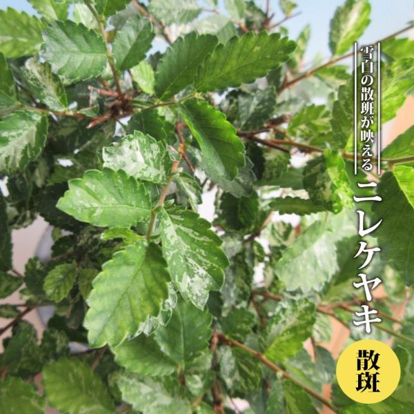 ケヤキ 苗の人気商品 通販 価格比較 価格 Com