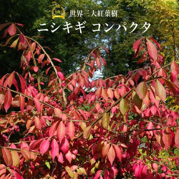 ニシキギ コンパクター 根巻き苗 : 苗木部 花ひろばオンライン - 通販