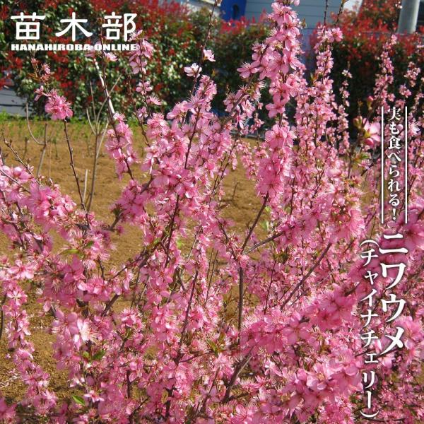 hanahirobaonline_niwaki-niwaume
