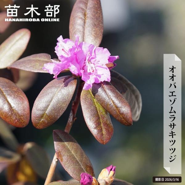 ツツジ オオバエゾムラサキツツジPGM 8号鉢植え : 苗木部 花ひろば