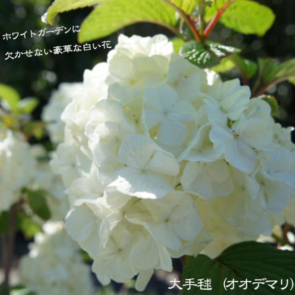 hanahirobaonline_niwaki-oodemari