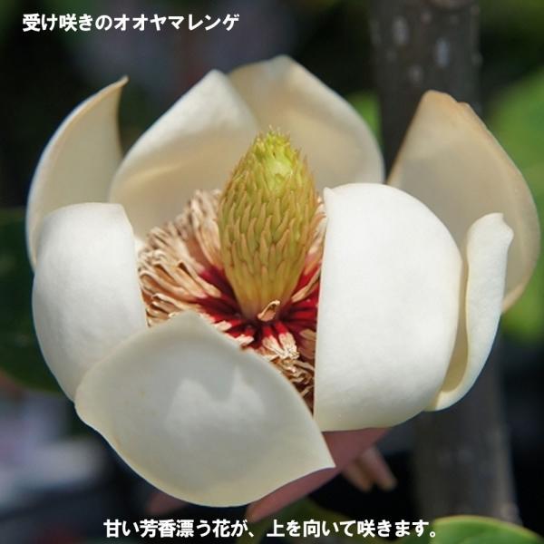 香りの良い オオヤマレンゲ ウケザキオオヤマレンゲ 根巻き苗 落葉樹 Niwaki Ooyamarenge 苗木部 花ひろばオンライン 通販 Yahoo ショッピング