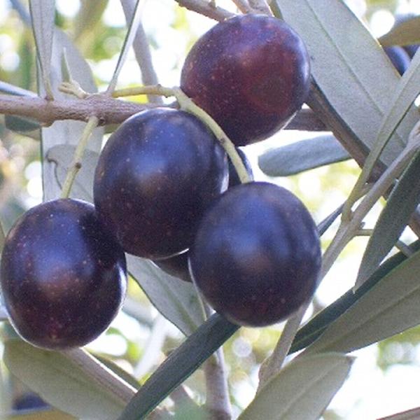 オリーブの木 ミッション 2年生苗  オリーブ 苗 olive 苗木