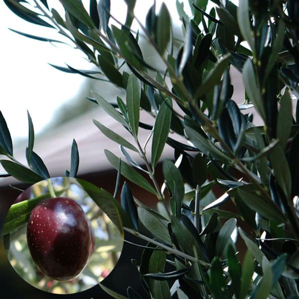 オリーブの木 ネバディエロブロンコ 2年生苗  オリーブ 苗 olive 苗木