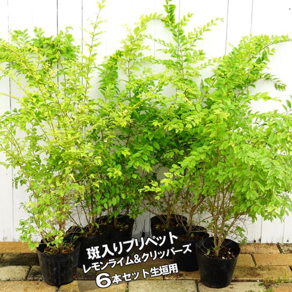 植木 盆栽 プリペットの人気商品 通販 価格比較 価格 Com