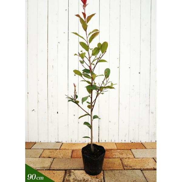 レッドロビン スカーレットパール 生垣用 苗 Buyee Buyee Japanese Proxy Service Buy From Japan Bot Online