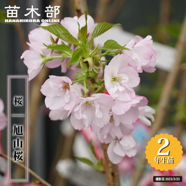 ●品種の特徴旭山（あさひやま）は淡紅色の八重の花を4月に樹一面に咲かせるサクラです。枝にかなり密に咲きます。花は3.5〜4.2ｃｍとまぁまぁ大輪咲きで、花弁数は8〜18枚くらいです。あまり大きくならないワイ性の桜で、庭植えや盆栽、鉢植えなど...