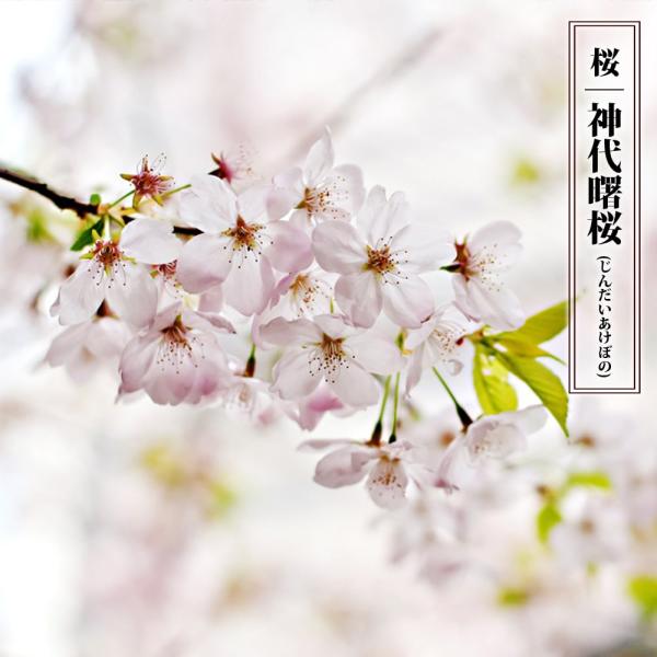 桜 苗木 さくら 神代曙桜 ジンダイアケボノ 1年生 接ぎ木 苗 予約販売12月頃入荷予定 Buyee Buyee Japanese Proxy Service Buy From Japan Bot Online