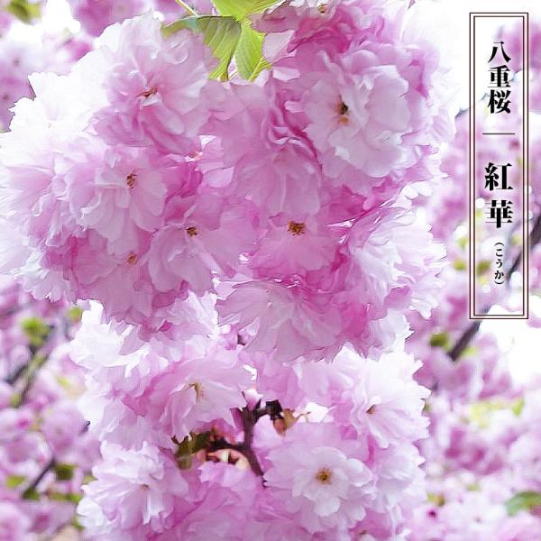 ●品種の特徴4月下旬開花。紅華（こうか）の花は下向きに咲き、開花期が長く咲き続けます。花序は散房状に3〜4花つらなって咲きます。蕾は濃紅色。花は下向き。大輪で濃い紅色。記念樹や、シンボルツリーとして最適です。学名：Cerasus serru...
