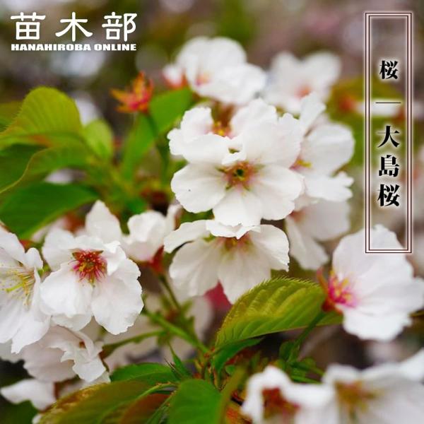 hanahirobaonline_niwaki-sakura