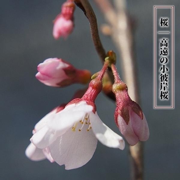 hanahirobaonline_niwaki-sakura