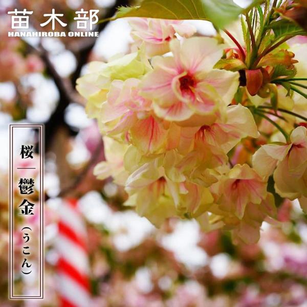 鬱金桜（ウコンザクラ）希少な黄緑色の桜 八重 花芽沢山 金運アップ