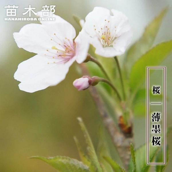 ●品種の特徴岐阜県根尾村のエドヒガンザクラ系の薄墨桜（うすずみざくら）は国の天然記念物になっている日本五大桜のひとつ。満開時は白色ですが、散り始め頃に薄い黒色になるため「淡墨桜」とも呼ばれています。根尾村では、数々の言い伝えのある歴史のある...