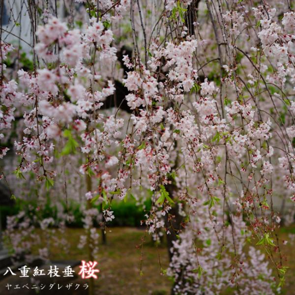 しだれ桜 八重紅枝垂れ桜 1年生接木苗 : 苗木部 花ひろば しだれ桜 八重紅枝垂れ桜 1年生接木苗 : 苗木部 花ひろば