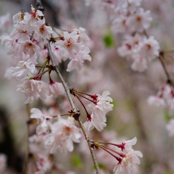 桜 苗木 さくら しだれ桜 八重紅枝垂れ桜 やえべにしだれざくら 1年生 接ぎ木 苗 Buyee Buyee 日本の通販商品 オークションの代理入札 代理購入