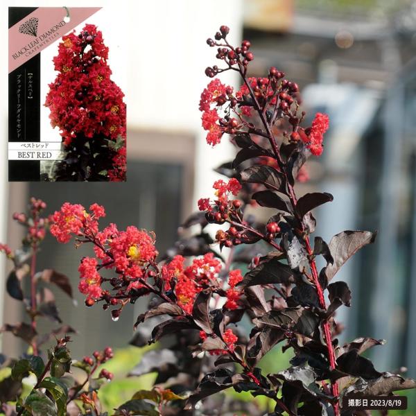 ●品種の特徴「ベストレッド（Best Red）」は、最も赤らしい赤のサルスベリです。和名「サルスベリ」の語源は、サルも滑り落ちるほど樹皮がなめらかという例えから、別名の百日紅は花期が長いことから付けられました。暑さ寒さに非常に強く真夏の高温...
