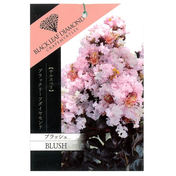 ●品種の特徴「ブラッシュ（Blush）」は、淡いピンクの花と印象的な黒い葉が特徴的です。Blushが意味する「恥じらい」は、淡いピンクに染まるこのサルスベリにぴったりの名前です。和名「サルスベリ」の語源は、サルも滑り落ちるほど樹皮がなめらか...