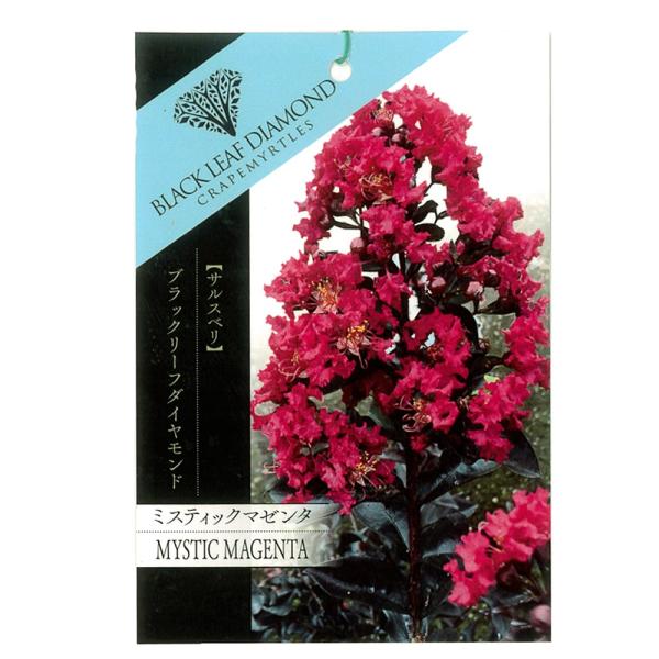 ●品種の特徴「ミスティックマゼンタ（Mystic Magenta）」は、マゼンタピンクの花と目を見張る印象的な明るい黒葉が特徴的です。艶やかなマゼンタの花は、ミスティック（神秘）の名前にふさわしいですね。和名「サルスベリ」の語源は、サルも滑...