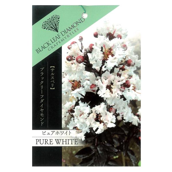 ●品種の特徴「ピュアホワイト（Pure White)」は、透き通るような白花と黒葉のコントラストが素敵なサルスベリです。また、蕾の紅と花弁の白の対比も美しく、ほのかに朱がさす白花の可憐な雰囲気がとっても魅力的です。和名「サルスベリ」の語源は...