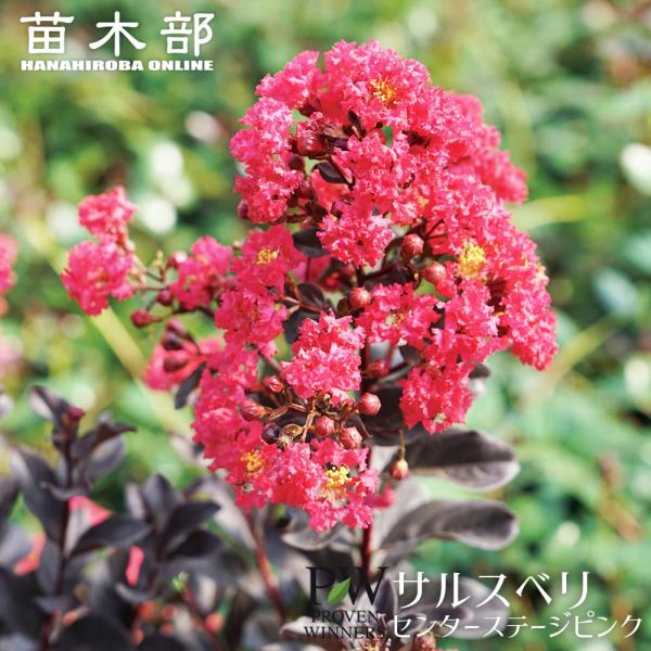 サルスベリ センターステージピンク 3.5号ポット苗（PW) 出願予定品種