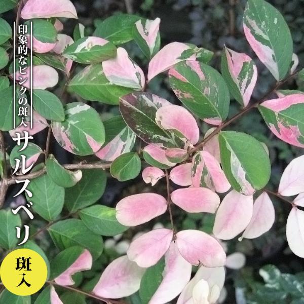 ●品種の特徴白とピンクの掃込斑（はきこみふ）が入る美葉品種です。※掃込斑・・・箒でさっと掃いたような筋が入る斑入り品種。花色はピンク色です。斑入り種は全般的に普通種より花つきが悪い傾向にあるため、花つきは良くありません。和名「サルスベリ」の...