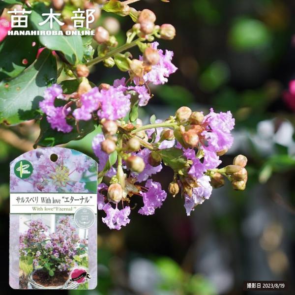 ●品種の特徴「エターナル」は2015年オランダのプランタリウムで銀賞を受賞した品種で、気品のある紫花が印象的なサルスベリです。和名「サルスベリ」の語源は、サルも滑り落ちるほど樹皮がなめらかという例えから、別名の百日紅は花期が長いことから付け...