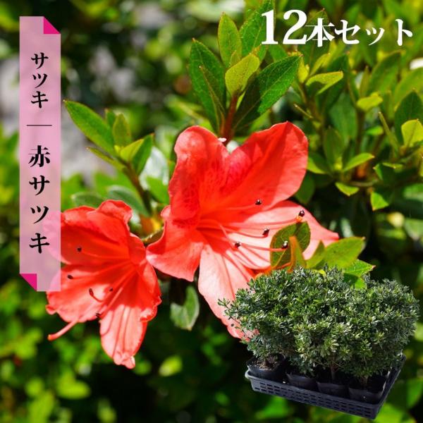 赤い花 さつき 苗 赤サツキ 12本セット 4号ポット苗 : 苗木部 花ひろば