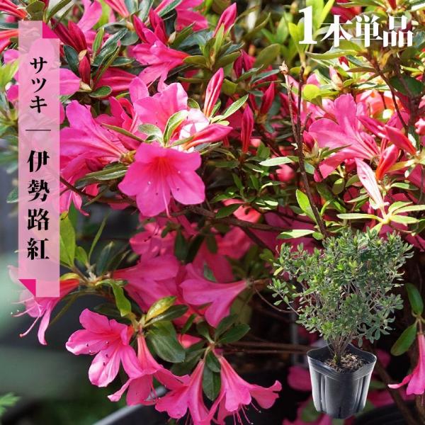 hanahirobaonline_niwaki-