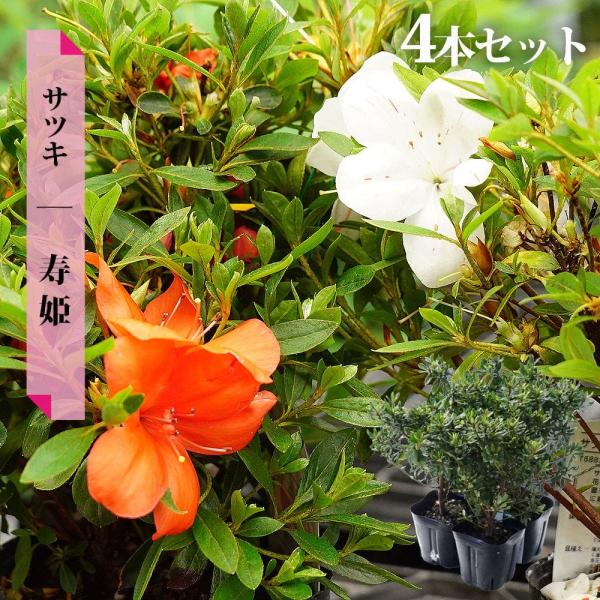 さつき 苗 寿姫 4本セット 4号ポット苗