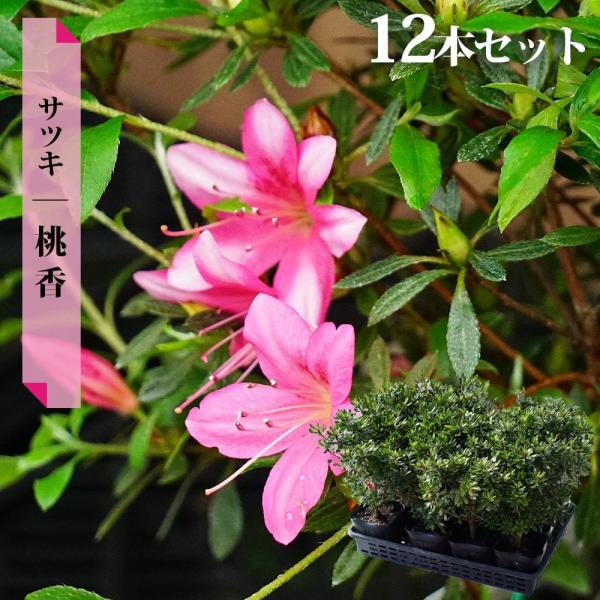 hanahirobaonline_niwaki-