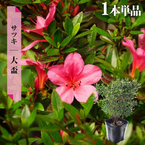 hanahirobaonline_niwaki-