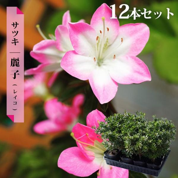 hanahirobaonline_niwaki-