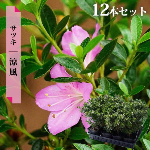 hanahirobaonline_niwaki-