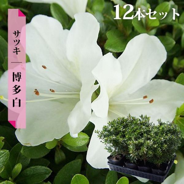 さつき 苗 博多白 12本セット 4号ポット苗 爆買いweek : 苗木部 花