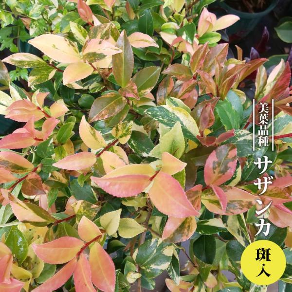 斑入り サザンカ 3 5号ポット苗 挿し木 ハナヒロバリュー Niwaki Sazanka Fuiri V 苗木部 花ひろばオンライン 通販 Yahoo ショッピング